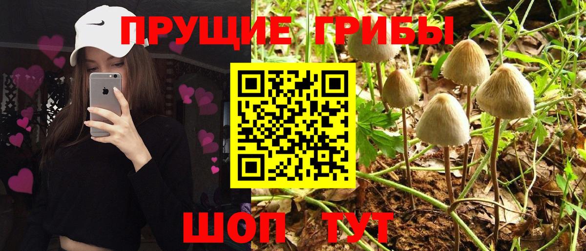 Клинцы  Галлюциногенные грибы Psilocybine cubensis  Вход с VPN 